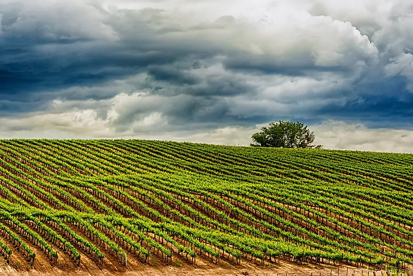 Rows of grapevines in a Washington State vineyard in Yakima Valley during spring.