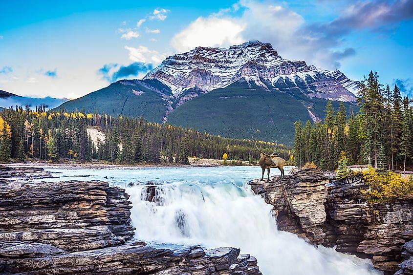 A reindeer standing at the edge of a waterfall in Jasper National Park, Alberta, Canada.