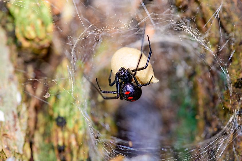 Southern Black Widow (Latrodectus mactans) or shoe-button spider, guarding her egg sack