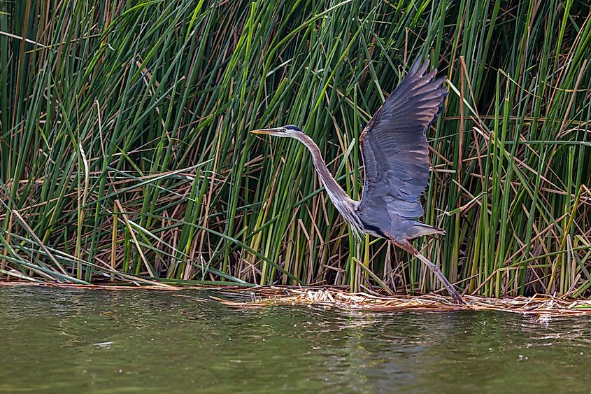 This Blue Heron takes flight at Patagonia Lake which supports a diversity of wildlife in southeast Arizona.
