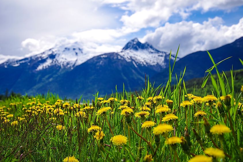 Springtime blooms in Alaska