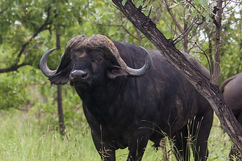 Cape Buffalo Facts: Animals of -