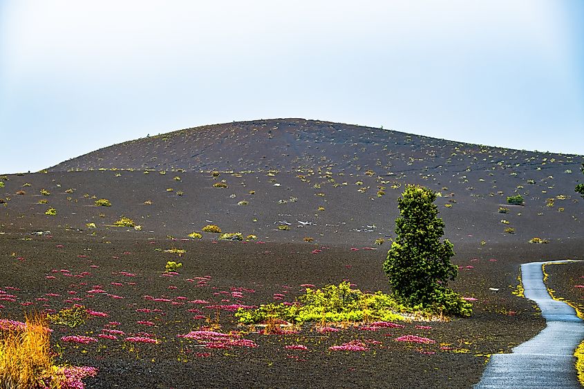 Blooming flowers on lava flows on the Devastation Trail in Hawaii Volcanoes National Park near Hilo, Hawaii.