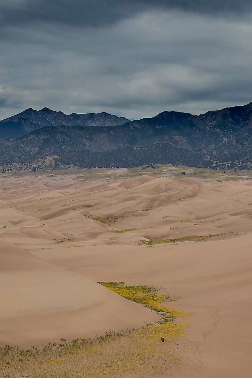 The Great Sand Dunes with the Sangre De Christo Mountains in the background.