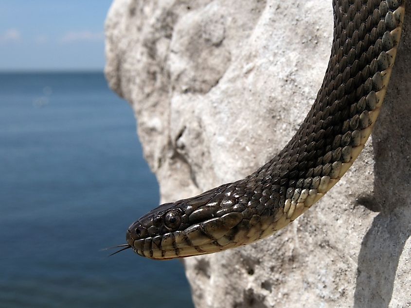 A Lake Erie water snake on a rock beside Lake Erie.