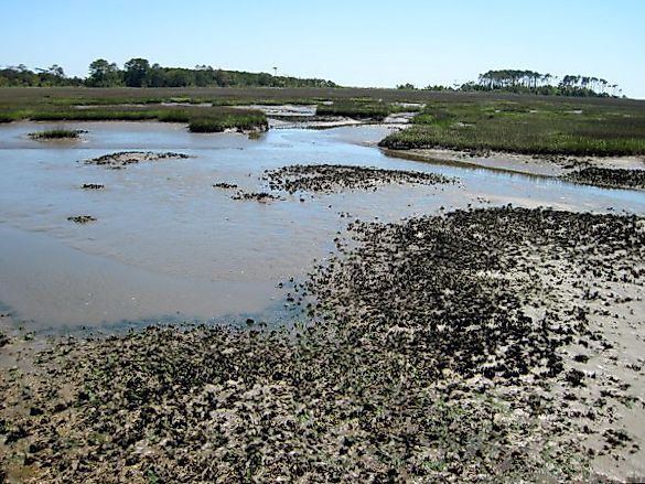 Salt marsh at Waties Island, South Carolina.
