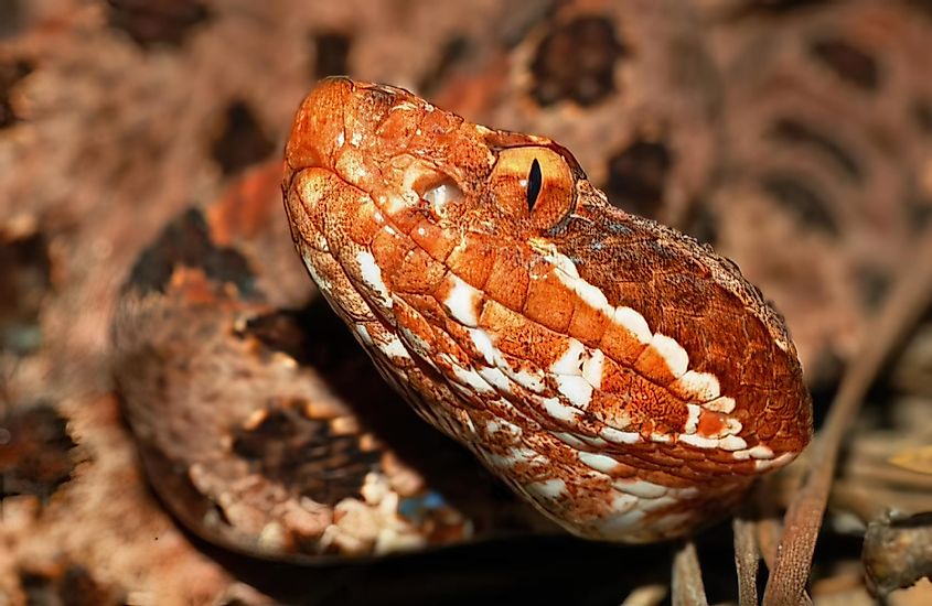 Close up view of red phase Carolina Pigmy or Pygmy rattlesnake.