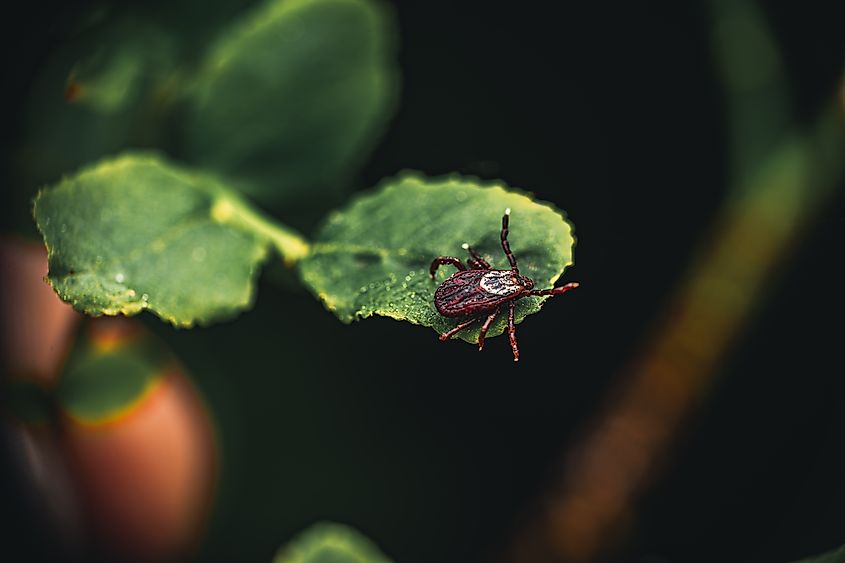 A tick sits on a leaf in the forest and waits for its victim. Via Shutterstock / svarichevskyu