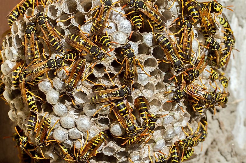 A large wasps' nest teeming with live wasps, captured in a close-up view.