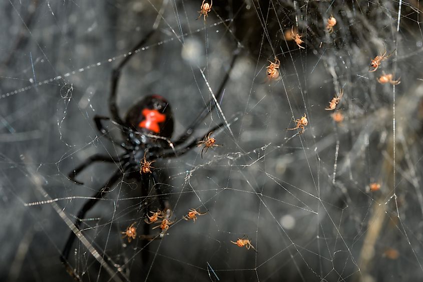 Southern Black Widow spider babies climbing on their web, with their mother guarding them in the background.