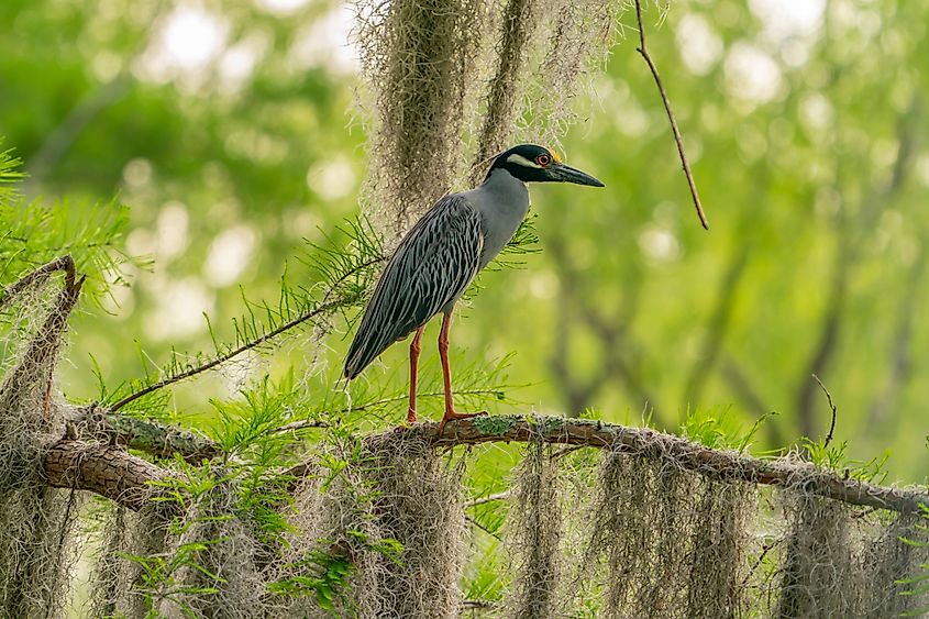 Yellow-crowned night heron in the Atchafalaya Basin in Louisiana.