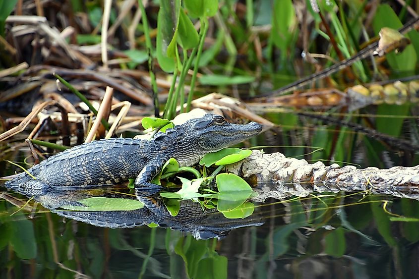 Young alligator resting on a log in Everglades National Park, Florida.