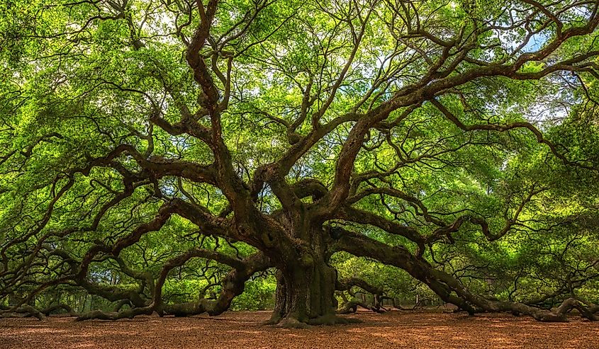 Angle Oak Tree in Johns Island, South Carolina.