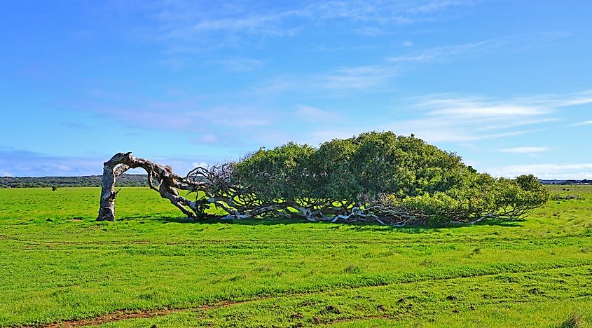 One of the Leaning Trees near Greenough, Western Australia.