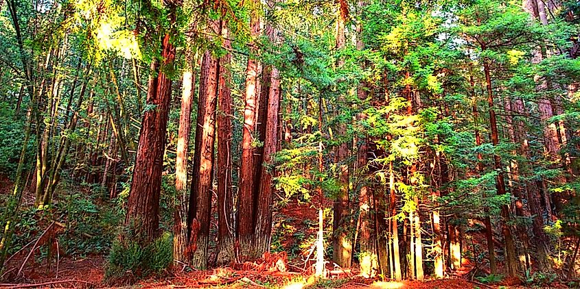 A view of Redwoods in Navarro River Redwoods State Park