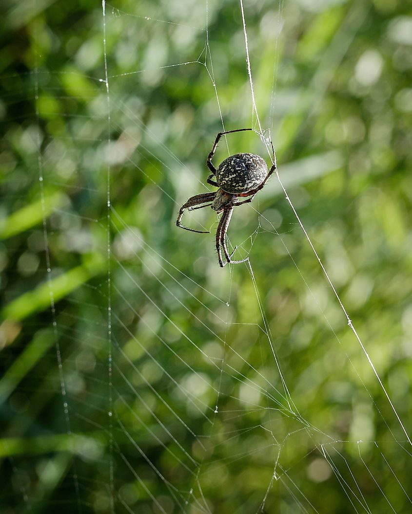 Enchanting Western Spotted orbweaver spider weaving intricate web at Utah Lake.