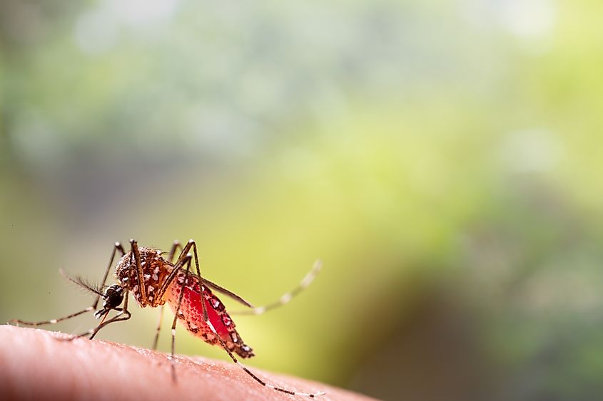 Close-up of a mosquito feeding on human blood.