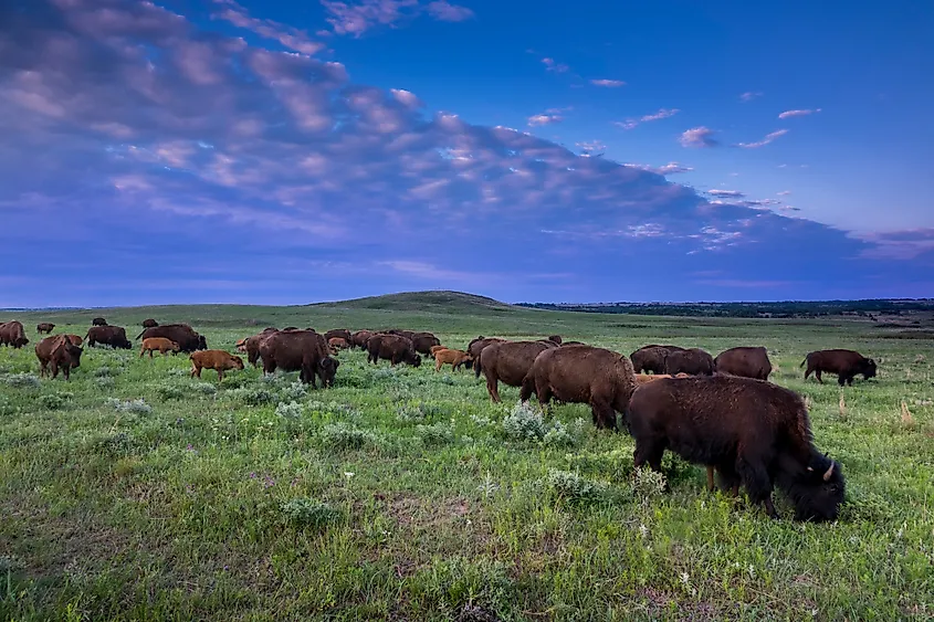 Maxwell Wildlife Refuge in McPherson County, Kansas.