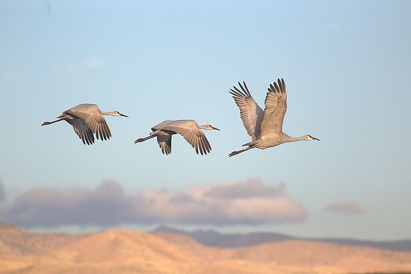 Sandhill cranes flying over the Bosque del Apache National Wildlife Refuge, New Mexico.