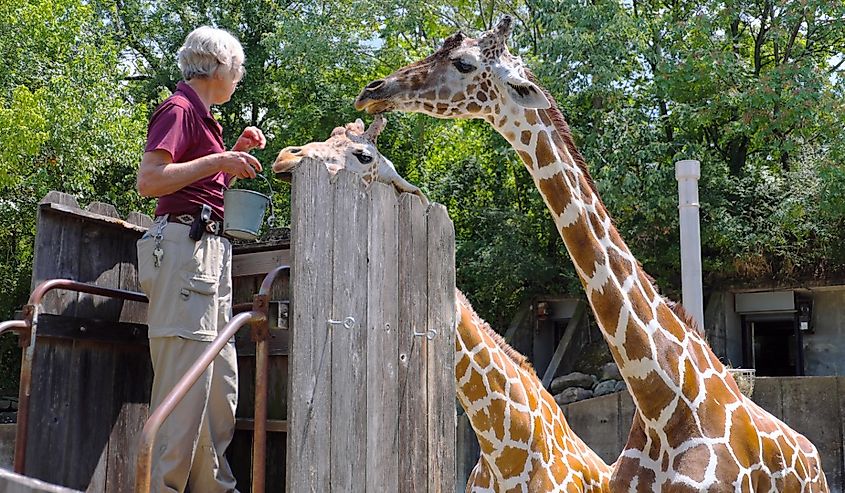 Zoo staff feeding giraffes on the stair at Memphis zoo