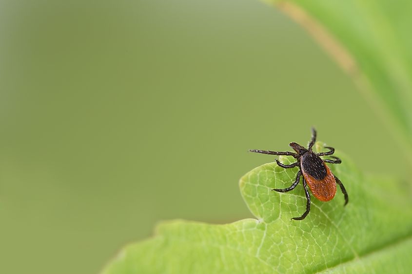 Parasitic deer tick waiting on green leaf.