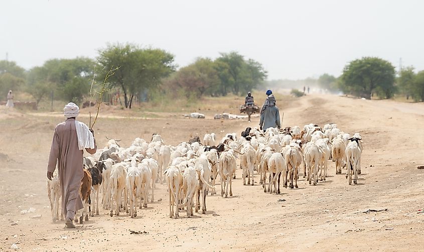 Chad: Sheep herder with herd of sheep in village in desert countryside. Shutterstock.