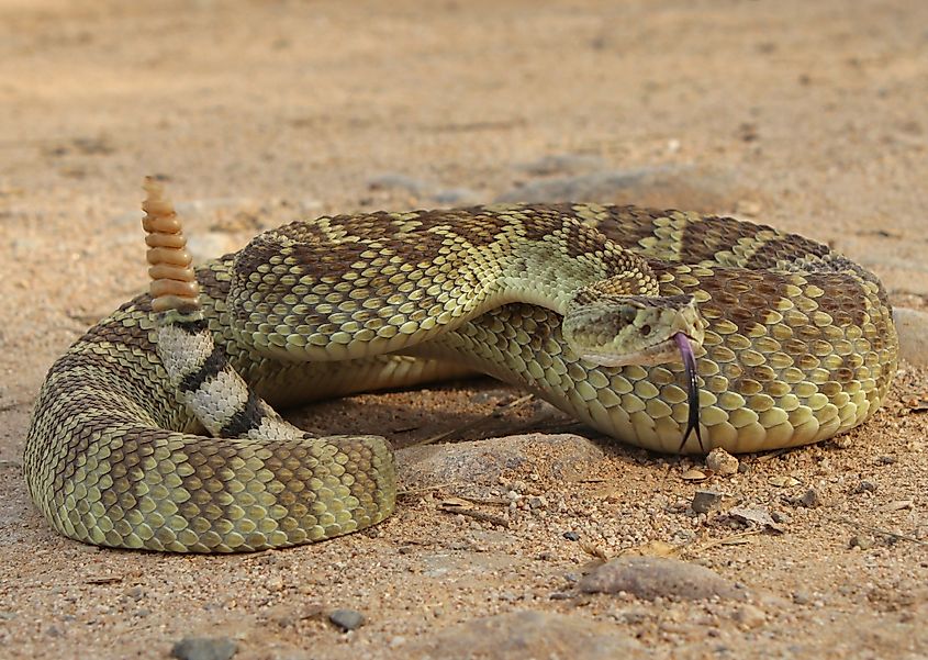 Mojave Rattlesnake (Crotalus scutulatus), featuring a light greenish-brown body with dark diamond-shaped patterns along its back and a distinct rattle at the tail.