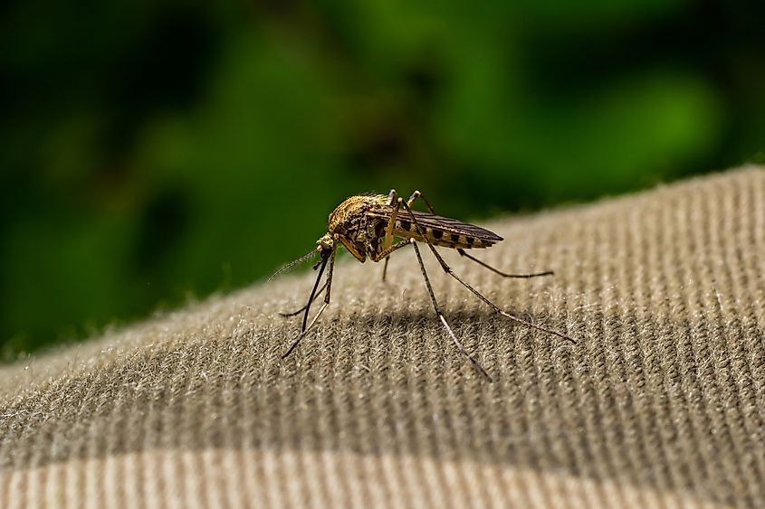 Mosquitoes are carrier of human and animal diseases.