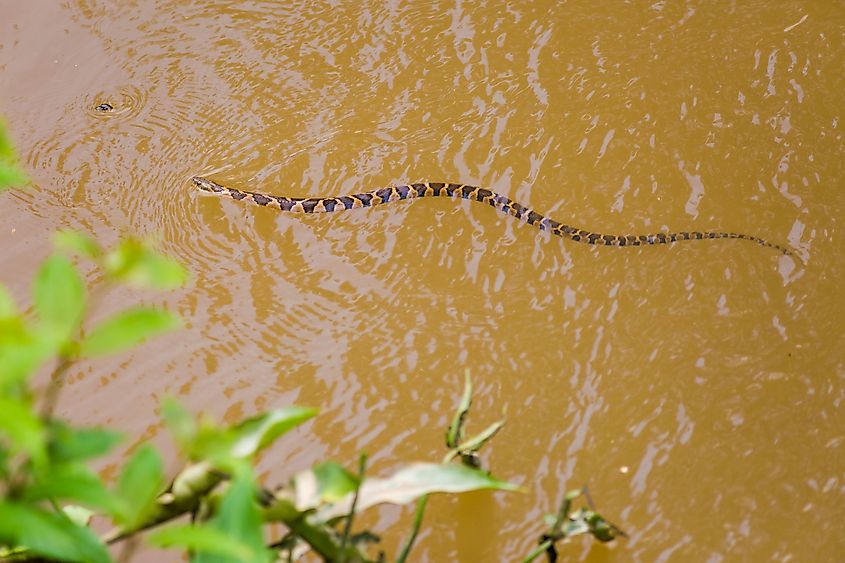 Northern water snake