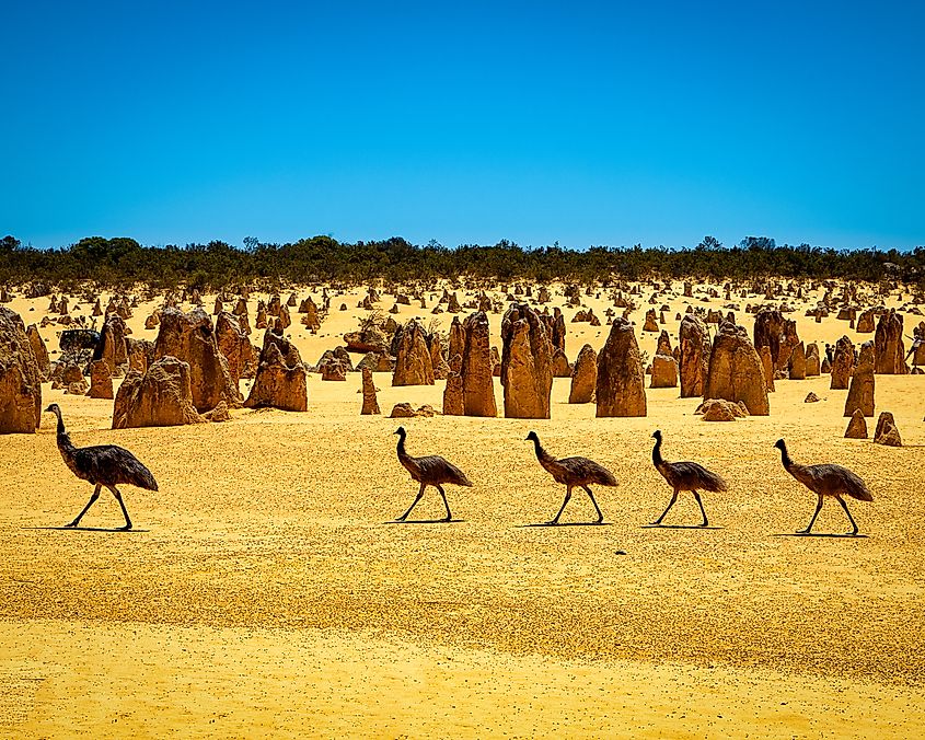 Emus at the Pinnacles Desert, Western Australia.