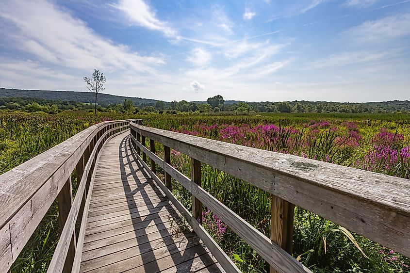 Section of the Appalachian Trail boardwalk in Pawling, New York