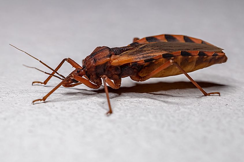 Adult Kissing Bug.