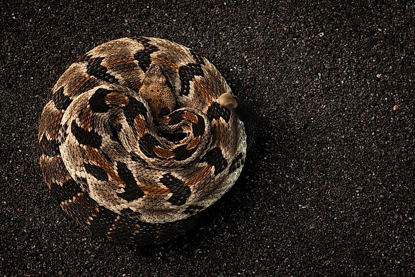 A timber rattlesnake 