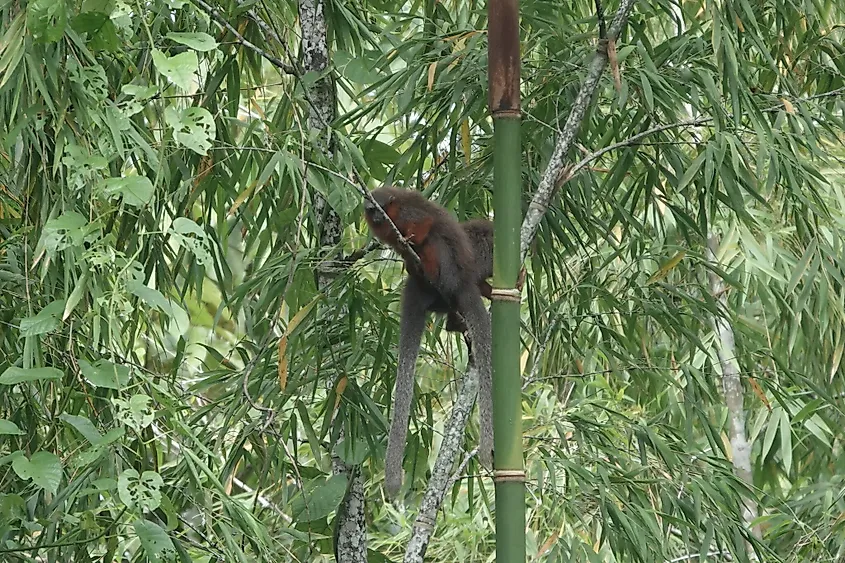 The caqueta titi monkey