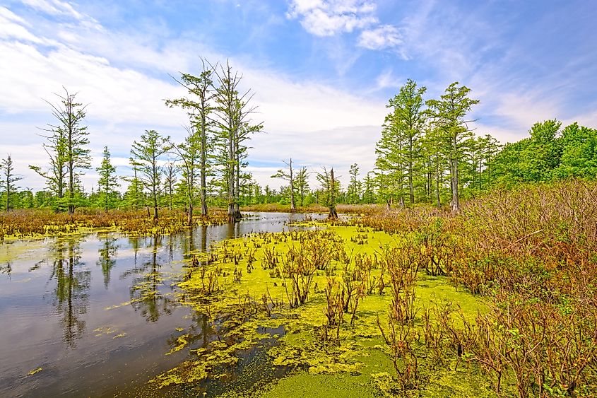 The Cache River Cypress Swamp in Southern Illinois.