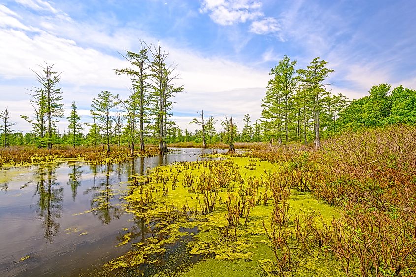 Cache River Cypress Swamp in Southern Illinois