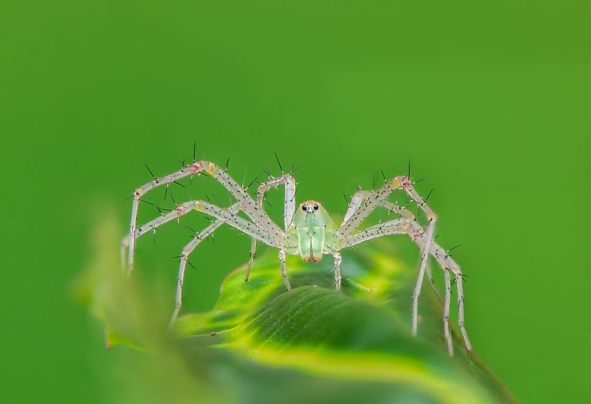 Green Lynx Spider on Leaf.