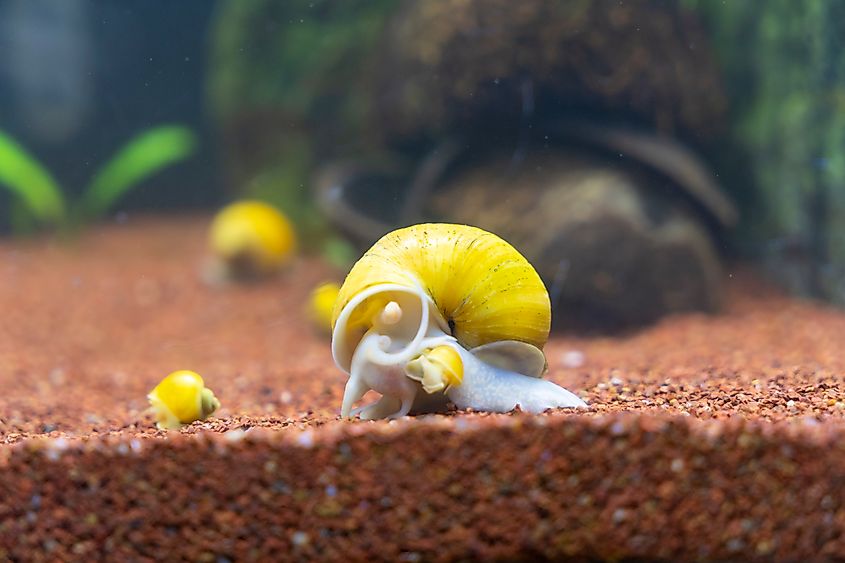 Apple snail (Pomacea canaliculata) in an aquarium.