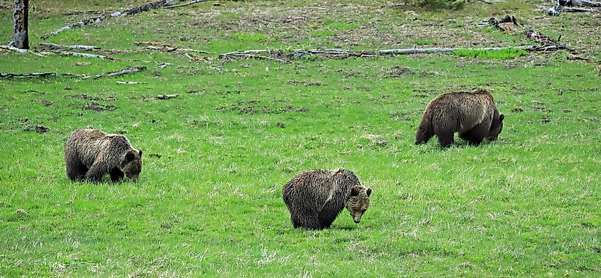 three grizzly bears in a field.