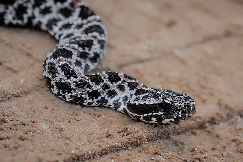 View of the pygmy rattlesnake slithering.