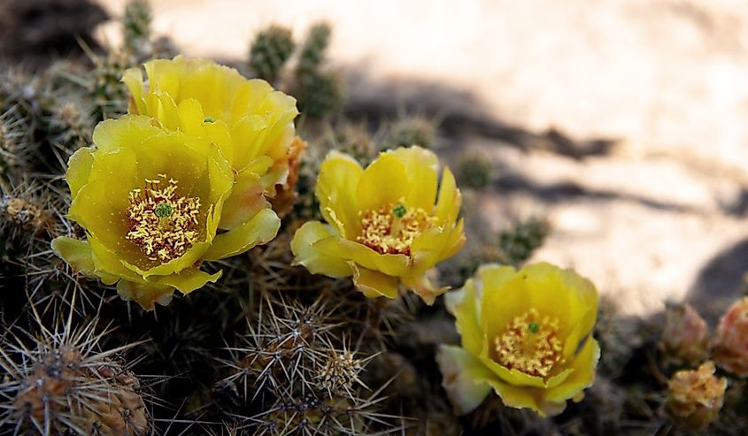 Brittle prickly-pear cactus blooming in prairies of Alberta, Canada.