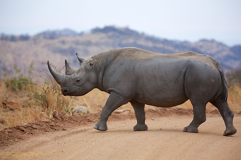 kenyan animals