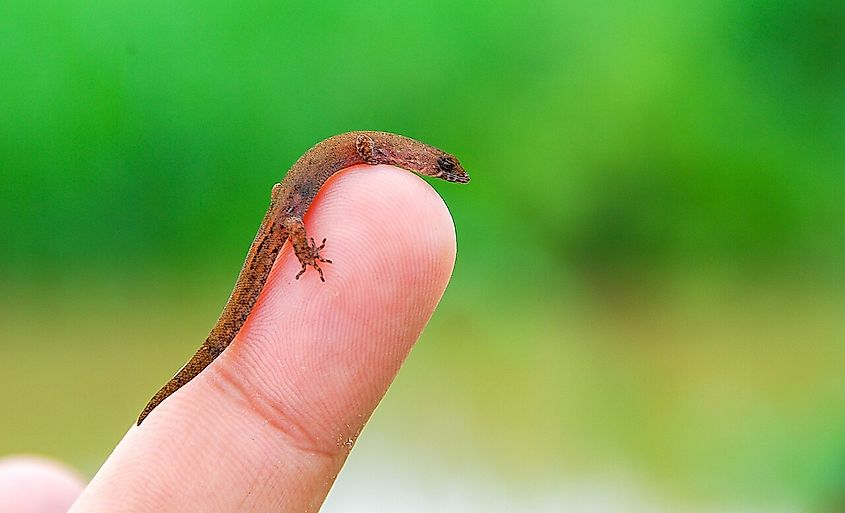Brazilian pygmy gecko