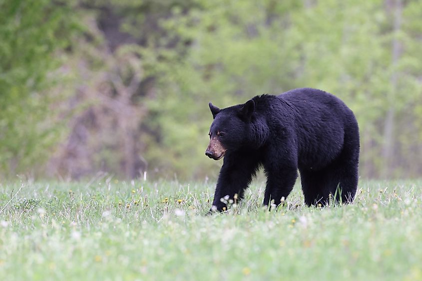 American black bear (Ursus americanus)