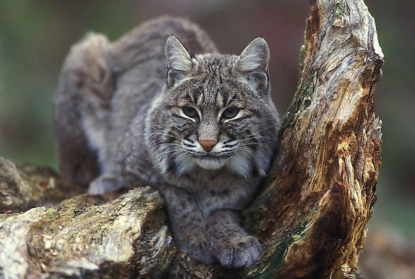 A bobcat in a wooded habitat, the species' preferred environment across most of its North American range.