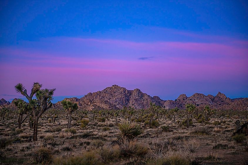 Quail Springs Picnic Area off Park Boulevard in Joshua Tree National Park.