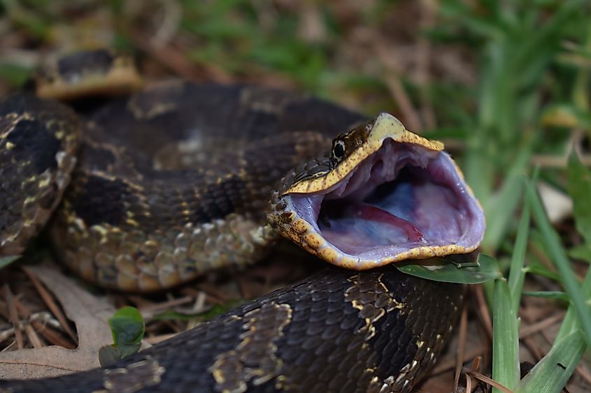 Eastern Hognose Snake (heterodon platirhinos)