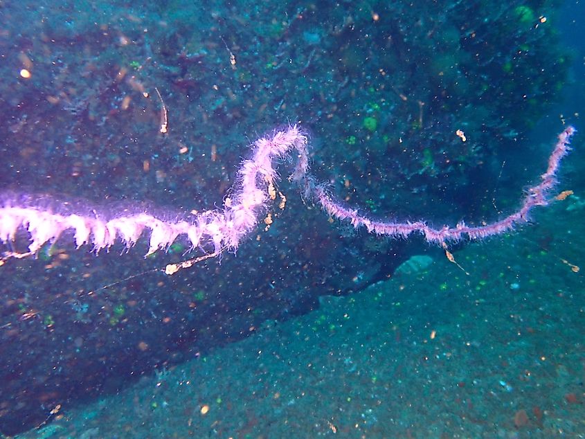 Barbed wire siphonophore at Deep South Whiittle Reef