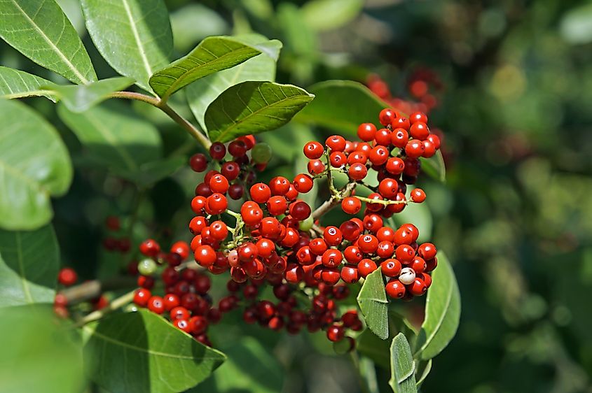 Brazilian peppertree's fruits.