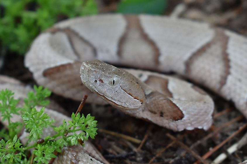 Close-up of a copperhead snake.